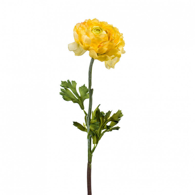 Ranunculus / Leinikki keltainen