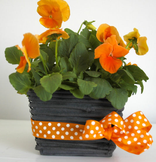 Kalkkimaalispray Black Plumb