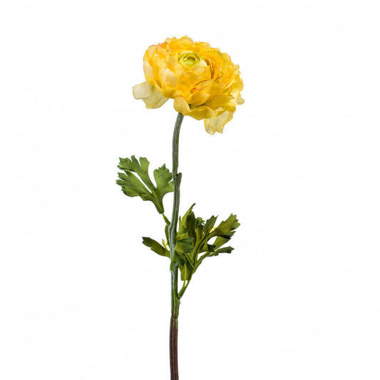 Ranunculus / Leinikki keltainen
